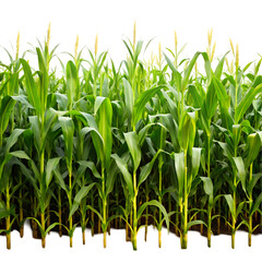 Obraz premium Tall green corn stalks with yellow tassels on black background maize field