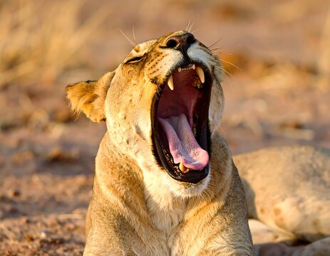 A lioness yawns widely, showcasing its teeth and pink tongue.  Golden hour light illuminates its face