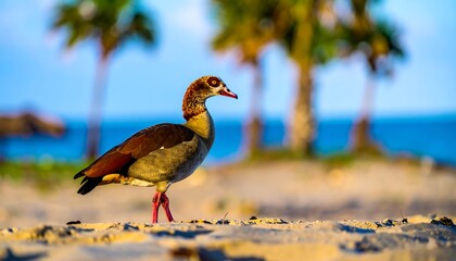Duck stands on a sandy beach with a background of palms and water