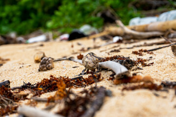 Crabs scuttle, hermit crabs shift shells, sea slugs shine with color. Spiders weave, lizards bask. Coral, seagrass, and sea cucumbers sustain coastal life in harmony.