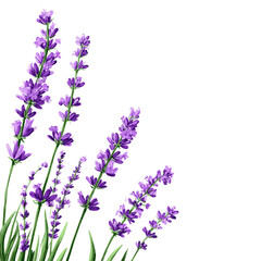 Lavender Flowers with Green Stems Isolated on White