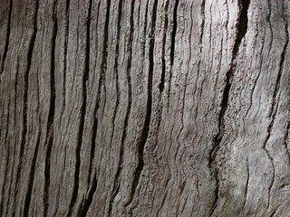 Rough Tree Bark Texture with Natural Lines and Shadows