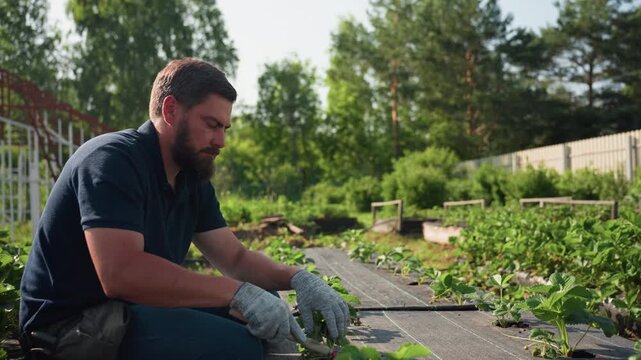 Side view gardener squatting on raised bed uses hand cultivator to loosen soil around strawberry seedlings, gloved hands maintaining rows under warm sun, rural farm scene