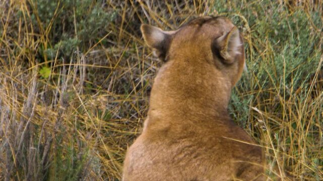 A cougar sits among the tall grass, looking off into the distance