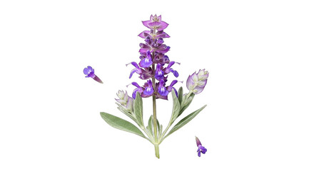 Obraz premium Close-up view of a vibrant purple lupine flower with detailed green foliage against a stark void transparent background