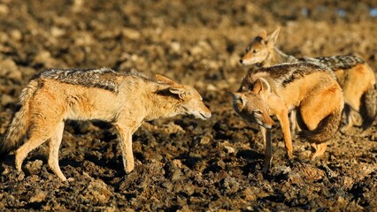 wild fox in the wild