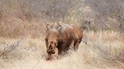 wildebeest in the water