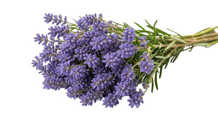 Fototapeta premium Close up macro shot of a bunch of fresh purple lavender flowers with green stems tied together transparent background