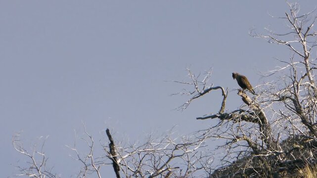 Hawk perched on a bare tree branch against a pale blue sky