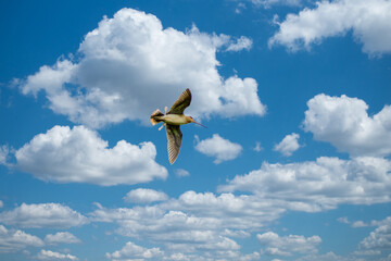 Close-up of a flying common snipe, Gallinago gallinago, against a background of a sky with blue patches and beautiful cumulus clouds