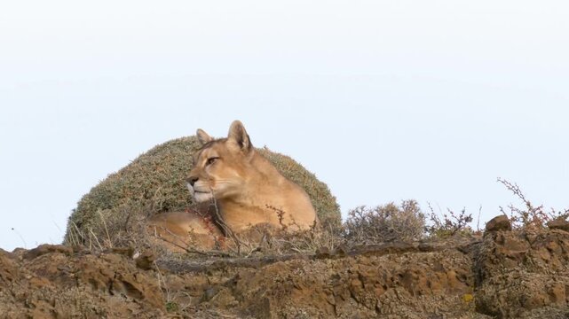 Cougar resting on a rocky outcrop in the patagonian landscape