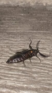 Giant Acacia Click Beetle (Tetralobus flabellicornis) upside down on a concrete road.