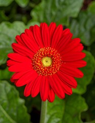 Vibrant red gerbera in garden