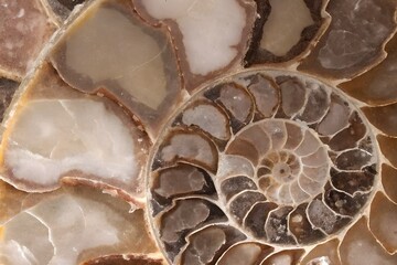 Intricate Spiral Ammonite Fossil Stone Texture with Earthy Tones and Layered Patterns for Geological Design