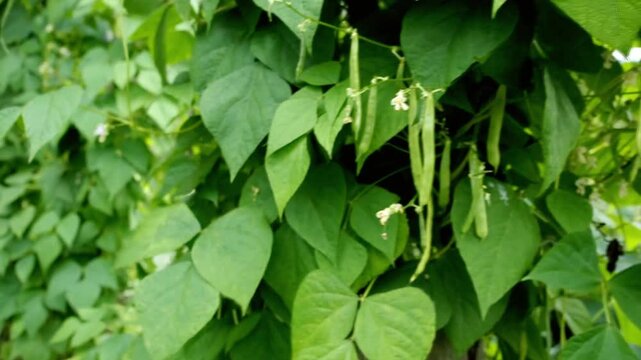 Green bean plants are growing in the garden on a sunny day