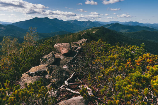 Dramatic mountain landscape with a rocky foreground covered in green creeping pine and juniper bushes, overlooking endless forested ridges and peaks under a blue sky with white clouds.