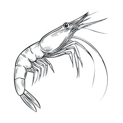 Detailed illustration of a shrimp in dynamic pose for culinary design. Vector black icon