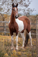 Fototapeta premium a brown and white horse standing free alone in the field