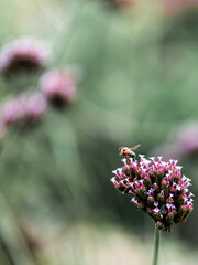 A Honeybee Pollinating a Purple Flower