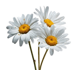 Naklejka premium Close-up of three white daisies with yellow centers, against a black background (1)