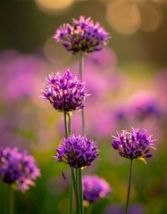 Vibrant purple flowers in sunlight