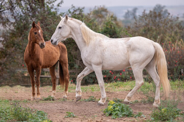 Obraz premium white horse in the field and a brown horse in the background.