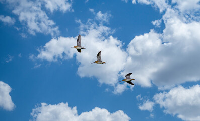 Close-up of three flying common snipe, Gallinago gallinago, against a background of a sky with blue patches and beautiful cumulus clouds