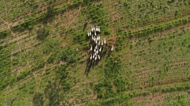 Aerial view of a flock of sheep grazing in a green field on a sunny day