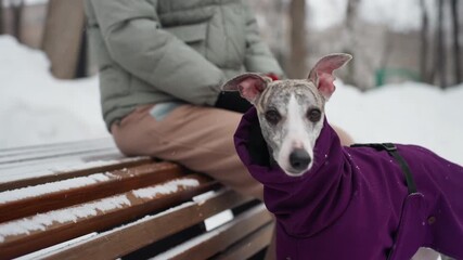 Whippet in purple winter coat sits on snowy park bench beside owner wearing green jacket and black gloves, alert expression on dog s face, red leash visible, peaceful cold outdoor setting with soft