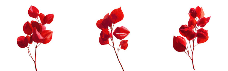 Three delicate branches with vibrant red chinese lantern flowers isolated on transparent background