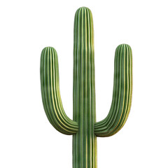 Tall saguaro cactus, isolated on transparent cutout background