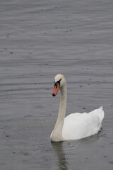 Swan floating on the water on a rainy day, Cygnus, waterfowl, wildlife scene
