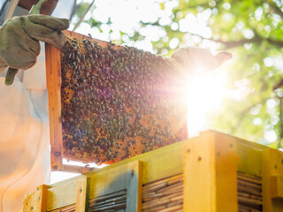 Beekeeper examining frames with honey combs. Warm sunny day. Popular hobby and job. Working on a bee farm concept. Agriculture and farming concept. Providing fresh natural organic product theme.