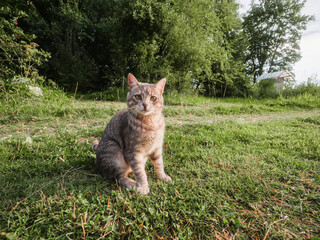 Cute cat on a small country road at sunrise. Green trees and bushes in the background. Rural...
