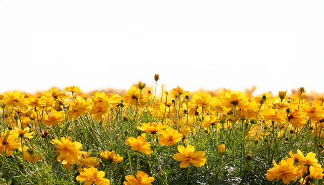 Yellow Flowers Field White Background Nature Banner