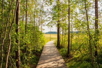 Obraz premium winding wooden path is surrounded by vibrant greenery, with sunlight filtering through the leaves. Sestroretskoye swamp eco trail, Leningrad Oblast, Saint Petersburg