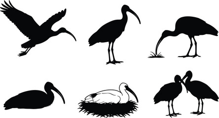 Heron silhouette illustration set, bird in flight, nesting pose, water behavior, wildlife vector, nature design