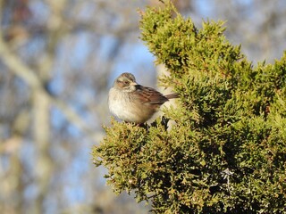 A swamp sparrow, perched in a eastern red cedar, evergreen tree, juniper. Wetlands, Bombay Hook National Wildlife Refuge, Kent County, Delaware. 