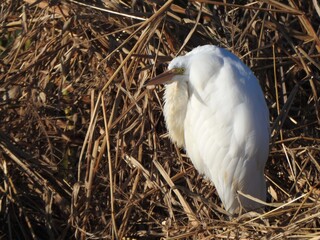 A great egret, resting within the marshland reeds, a secluded spot, safe from predators. Wetlands, Bombay Hook National Wildlife Refuge, Kent County, Delaware.