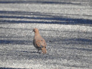 Mourning dove standing on a gravel, paved road. Bombay Hook National Wildlife Refuge, Kent County, Delaware.   