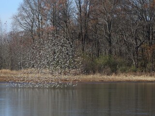 A flock of dunlins, performing an aerial displays, coordinated movements,  murmuration, forming a swirling cloud. Bombay Hook National Wildlife Refuge, Kent County, Delaware. 
