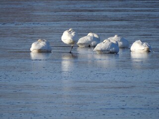 Tundra swans enjoying a cool, late autumn day in november, on the icy wetland waters of the Bombay Hook National Wildlife Refuge, Kent County, Delaware.