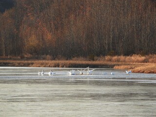 Tundra swans enjoying a cool, late autumn day in november, on the icy wetland waters of the Bombay Hook National Wildlife Refuge, Kent County, Delaware.