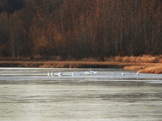 Tundra swans enjoying a cool, late autumn day in november, on the icy wetland waters of the Bombay Hook National Wildlife Refuge, Kent County, Delaware.