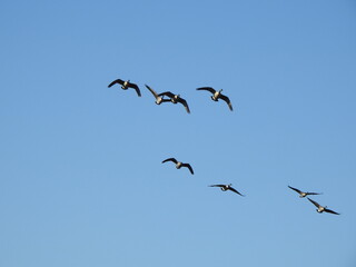 A flock of Canadian geese, flying in a blue sky. Honkers making a lot of noise as they fly by. Bombay Hook National Wildlife Refuge, Kent County, Delaware. 