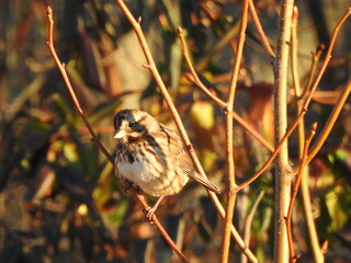 A song sparrow, living within the woodland forest of the Bombay Hook National Wildlife Refuge, Kent County, Delaware.