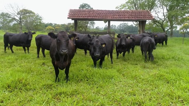 A herd of black angus cattle grazes in a lush green pasture