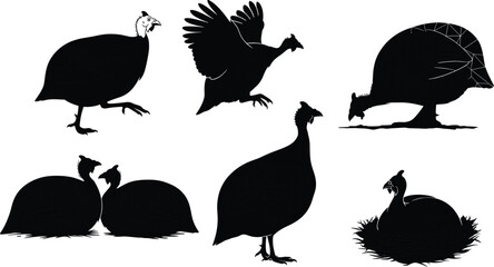 Guinea fowl illustrations set, black and white bird drawings, nesting, flying, walking, farm animal vector
