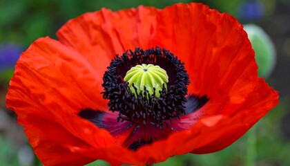 Vibrant close-up of a single, intensely red poppy flower, showcasing intricate details of its center.