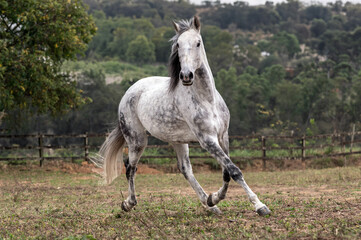 Obraz premium A beautiful gray and white horse running alone in the field during summer.